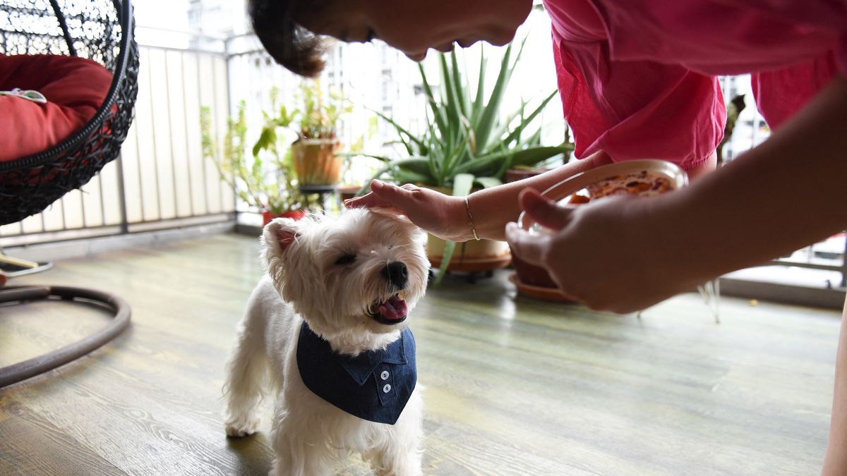 Estudio Prueba Que Los Perros Lloran Al Reencontrarse Con Sus Due Os