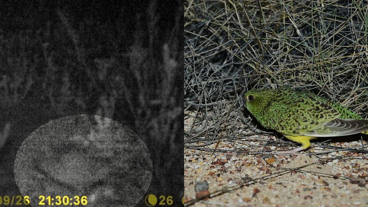 Hallan En Australia Rastros De Una De Las Aves M S Raras Del Mundo