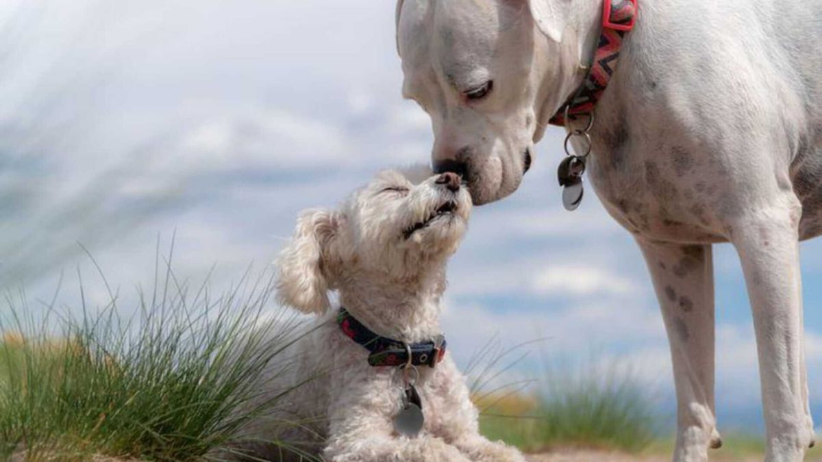 Sab As Que Los Perros Pueden Llorar De Alegr A