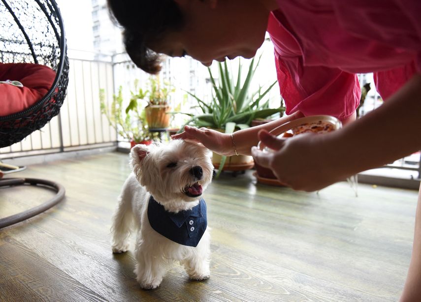 Estudio Prueba Que Los Perros Lloran Al Reencontrarse Con Sus Due Os