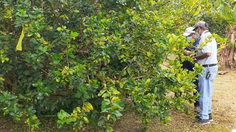 La detección de este nuevo brote constituye una amenaza para la producción citrícola en Coclé La detección de este nuevo brote constituye una amenaza para la producción citrícola en Coclé