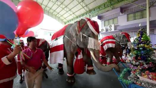 Elefantes Papá Noel en Tailandia