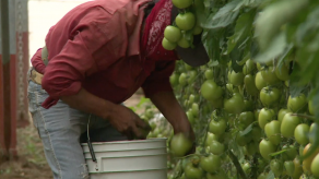 Campesinos mexicanos luchan contra la “esclavitud moderna”