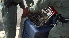 Policía Ecológica rescata a serpientes, zarigüeyas y babillos durante cuarentena