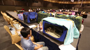 Cientos de felinos participan en el Asia Cat Show 2018 en Bangkok