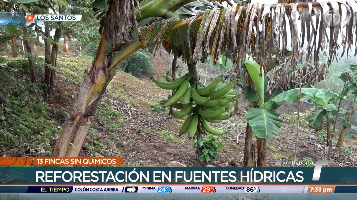 Fincas de Los Santos participan de un proyecto de reforestación