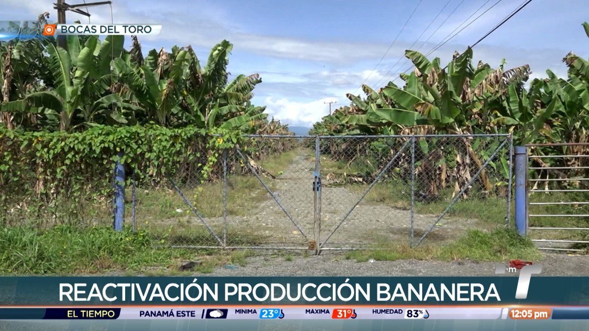 Bocatoreños ven positivo anuncio sobre retorno de Chiquita a Panamá