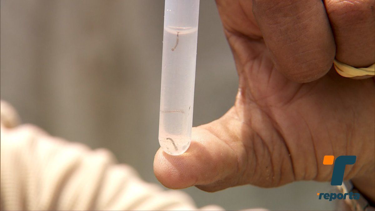 Distrito de San Miguelito acumula más de 1,800 casos de dengue