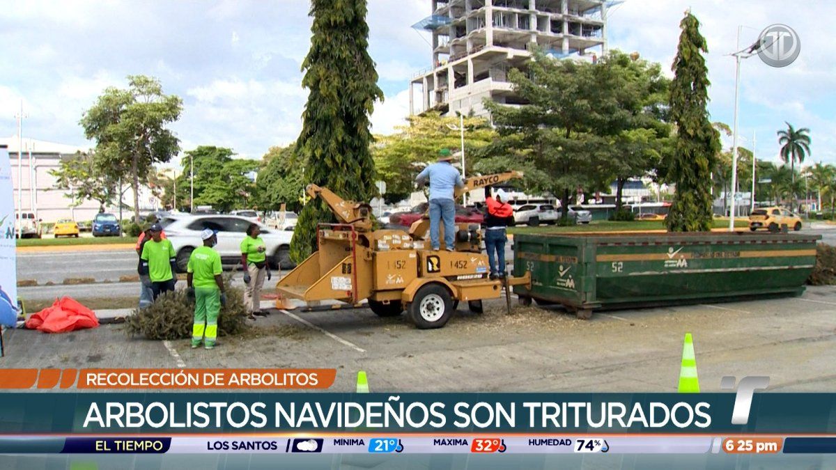 Capitalinos se despiden de sus árboles navideños en megaoperativo de recolección