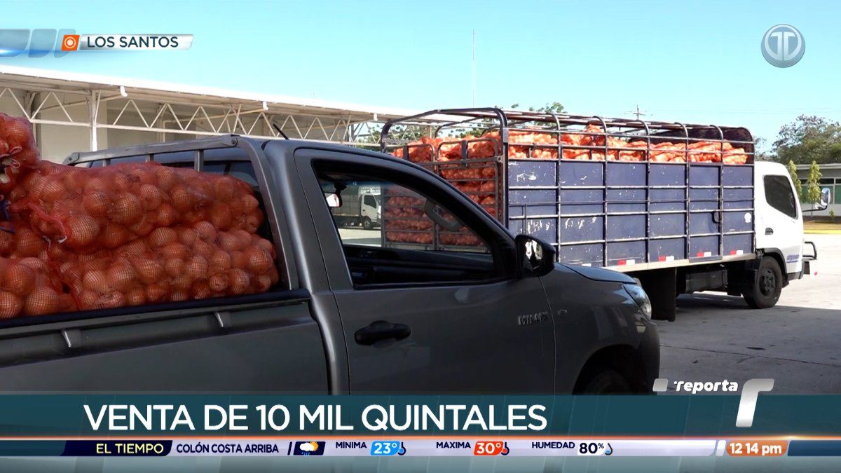 IMA compra 10 mil quintales de cebolla a productores de Azuero