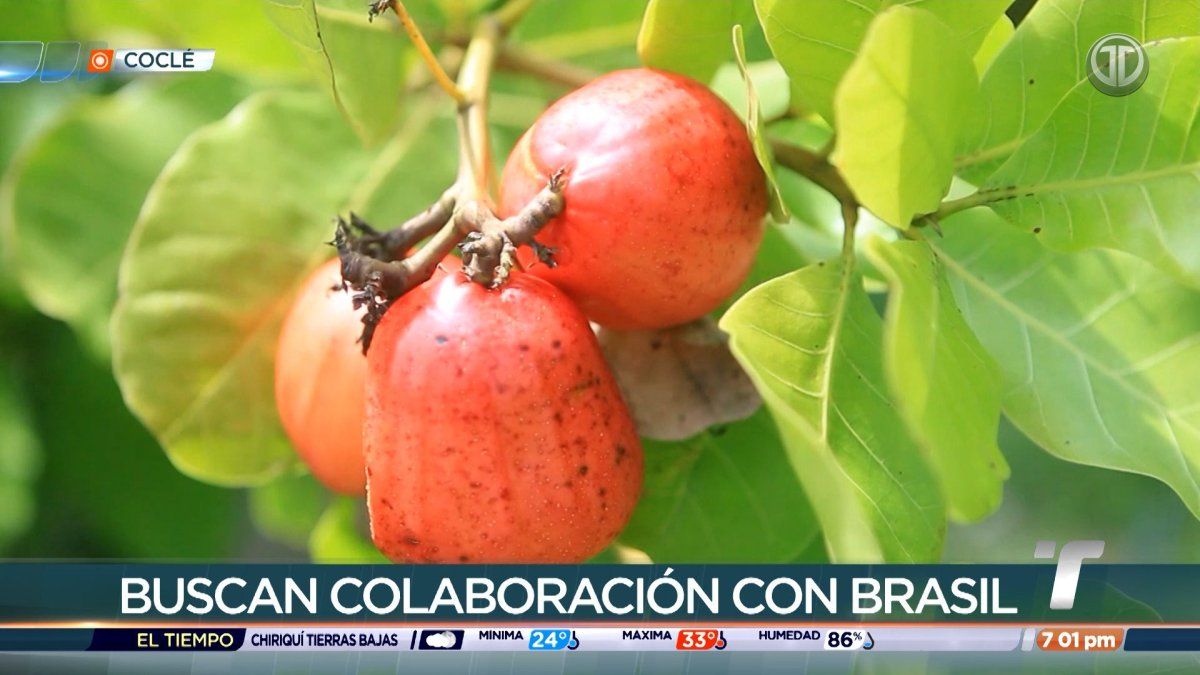 Rescatan el cultivo del marañón en Coclé