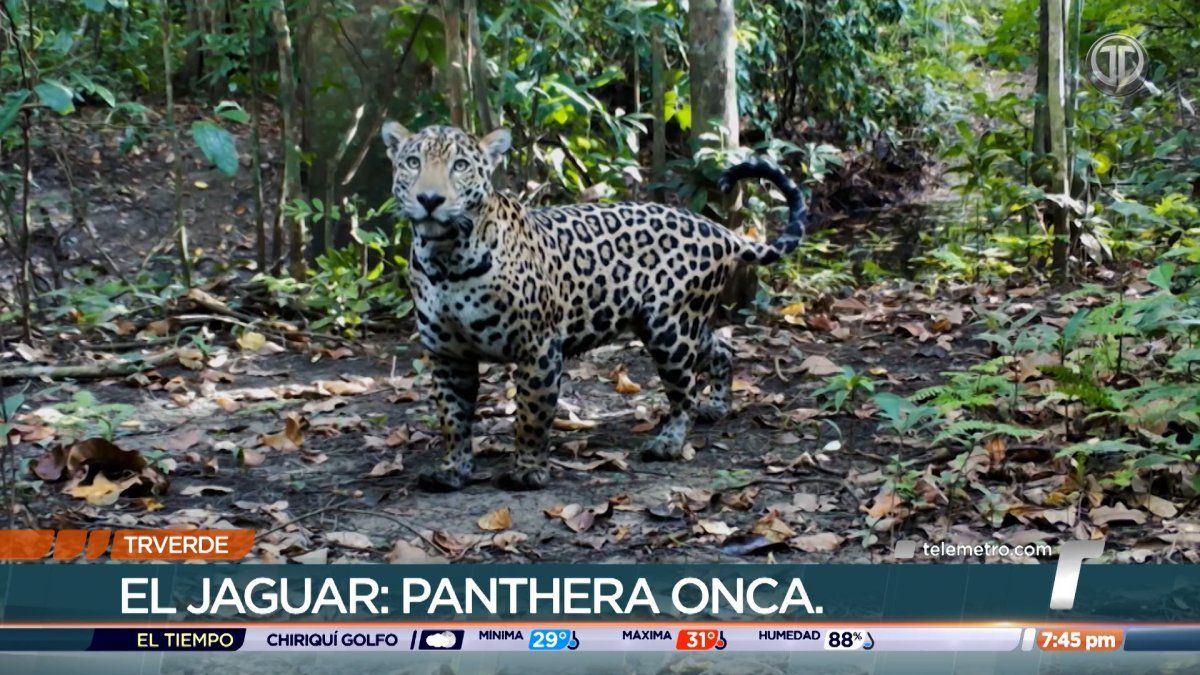 TR Verde: El jaguar, símbolo de vida en Panamá
