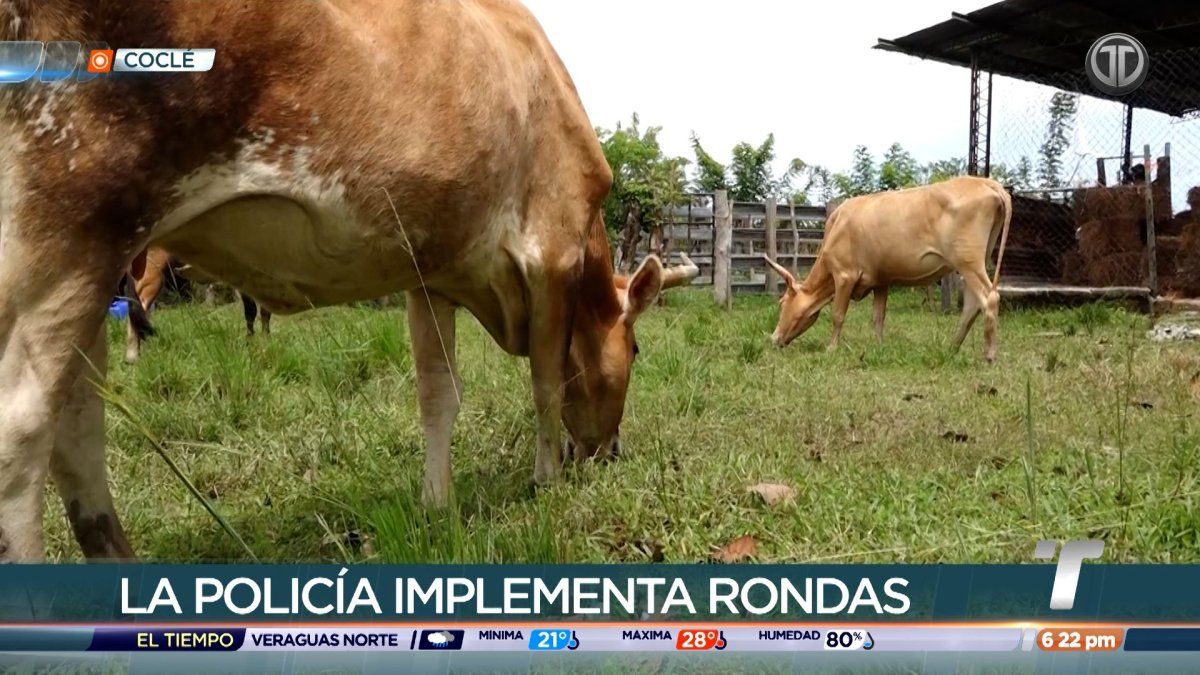 Policía implementa rondas en sectores de Coclé para hacer frente al hurto pecuario