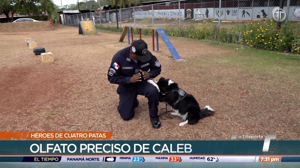Unidad Canina de la Policía Nacional, los héroes de cuatro patas