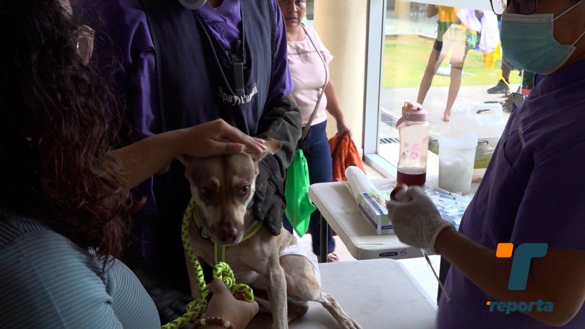 Más de 700 mascotas fueron atendidas en jornada de Misión Patitas en Colón