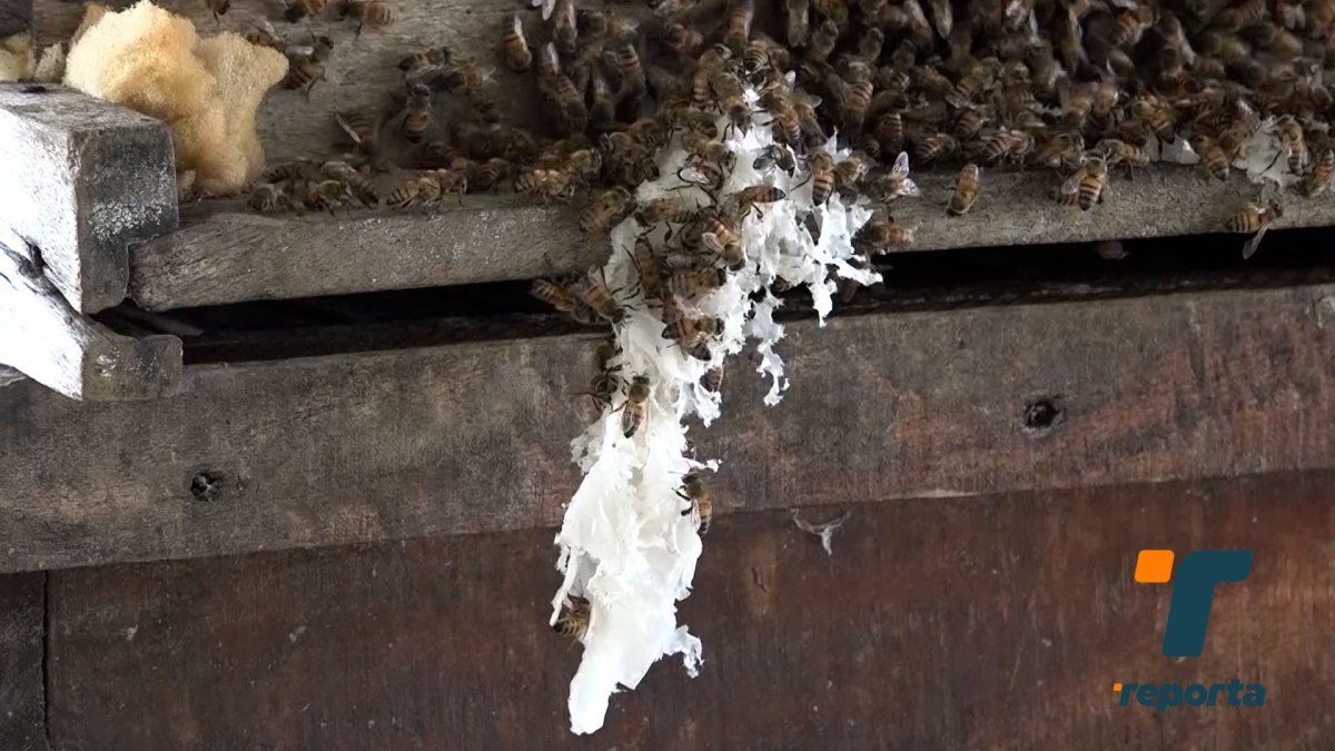 Comparten recomendaciones para evitar emergencias por abejas africanizadas