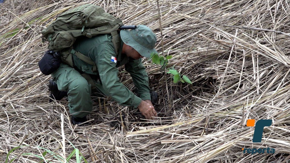 Programa de Reforestación 2026 busca impactar 1,320 hectáreas