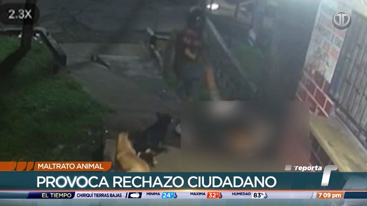 Caso de maltrato contra un perro en Las Cumbres genera indignación, piden sanciones