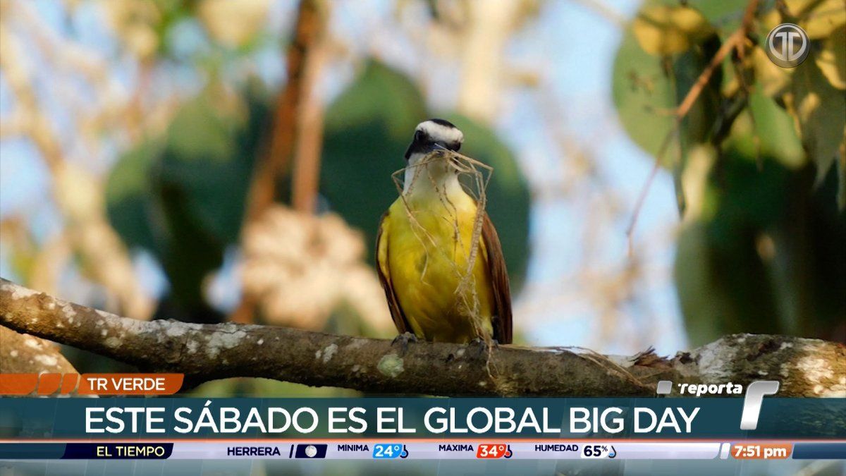 TR Verde: Global Big Day