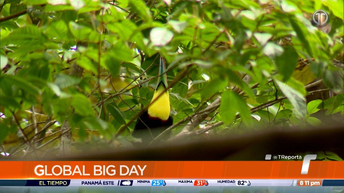Panamá entra al top mundial del Global Big Day