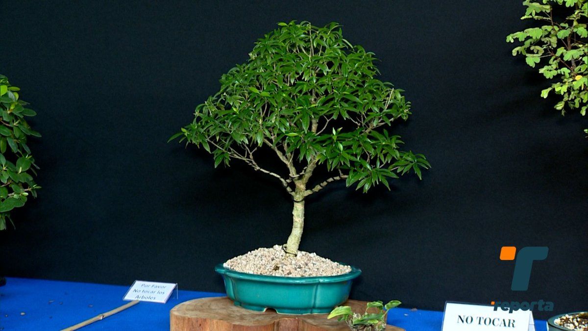 Se lleva a cabo la versión 35 de la Expo Bonsai