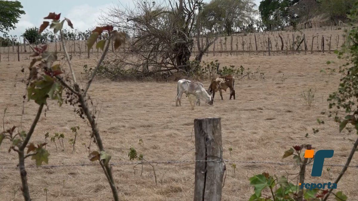 Reportan muerte de animales en Los Santos por falta de agua y pasto