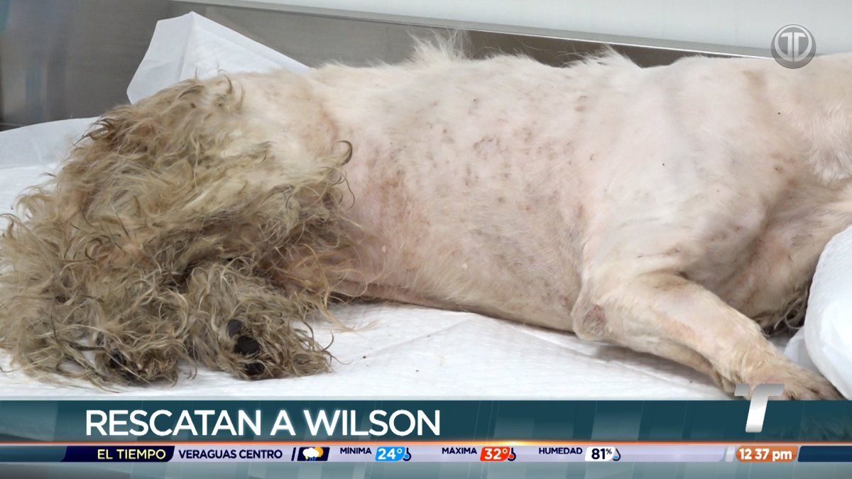 Rescatan a un perro que fue víctima de crueldad animal en Panamá Norte