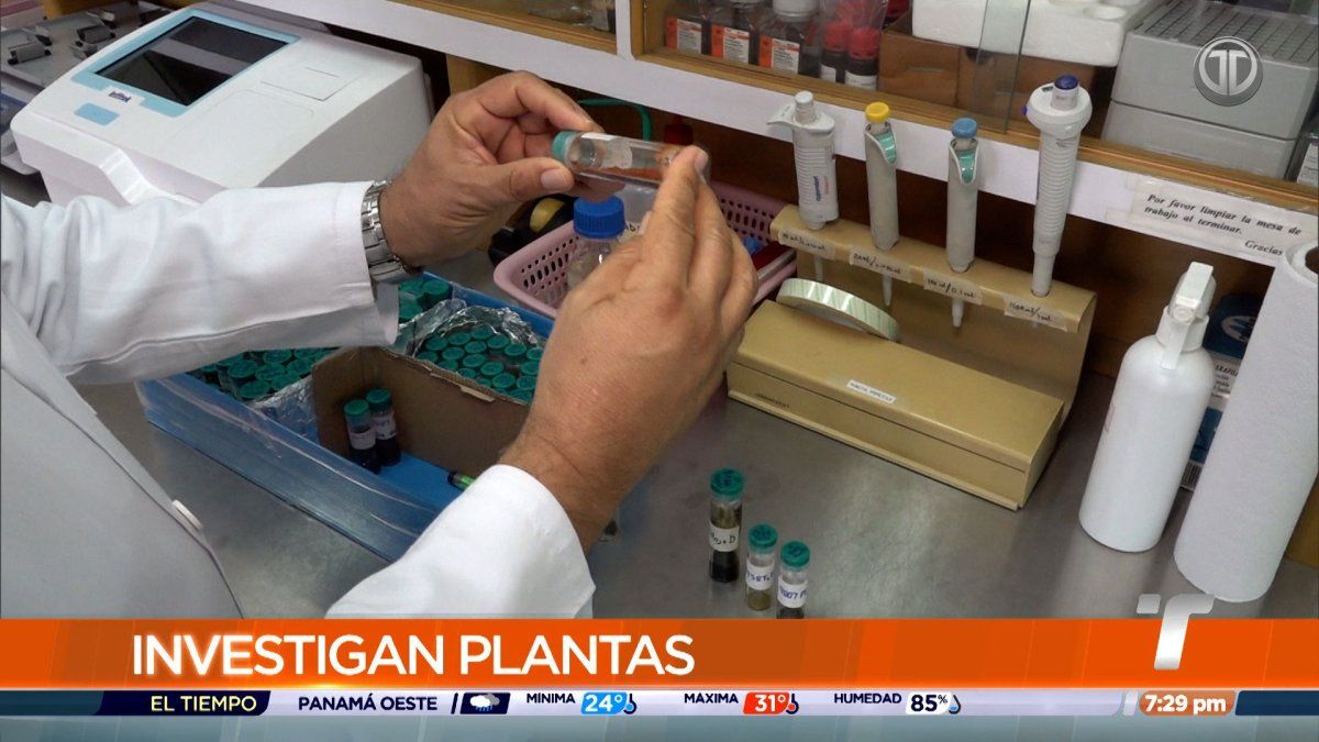 Investigadores de la UP estudian plantas con potencial anticancerígenos