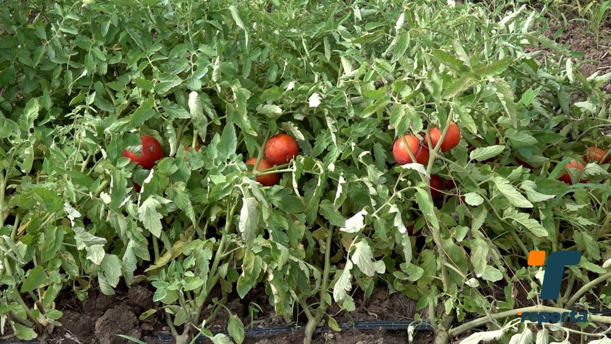Tomate registra un incremento de precio en Azuero