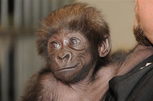 Cuidadores atienden a bebé gorila en Ohio