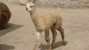 La alpaca Paquita.