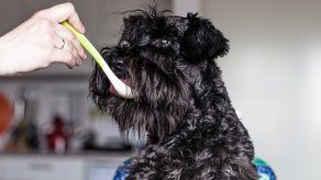 4 cosas que no sabías de los Schnauzer