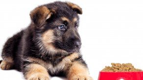 Los perros y sus croquetas