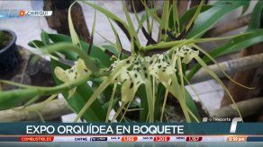 La 34a edición de Expo Orquídea en Boquete abrirá sus puertas este viernes