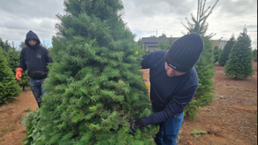 Primeros Arbolitos de Navidad llegan a Panamá&nbsp;