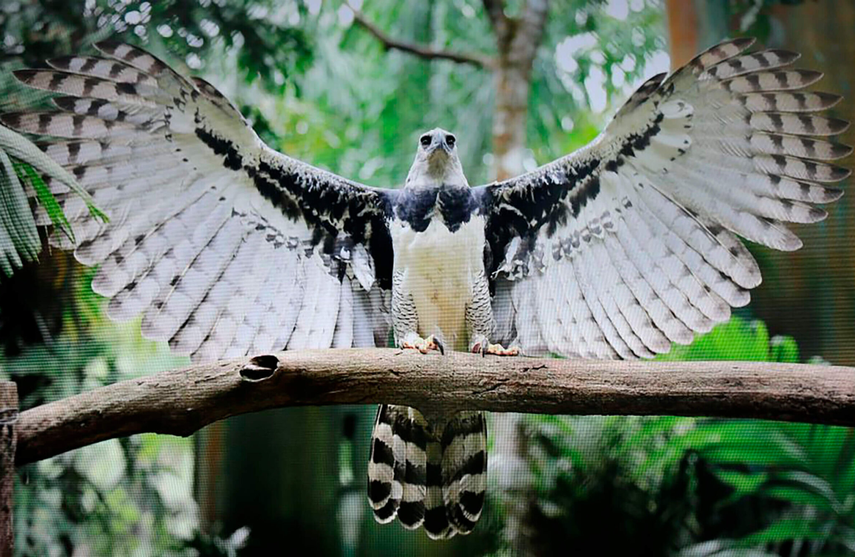 La Alcaldía de Panamá se prepara para el FestiHarpia 2025.