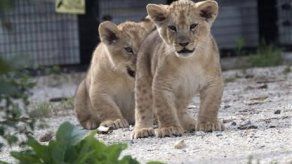 Presentan a tres cachorros de león en zoológico de París