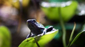 Equipo de científicos logra regenerar parcialmente patas de ranas amputadas