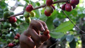 Centroamérica busca crear plan regional contra la roya del café