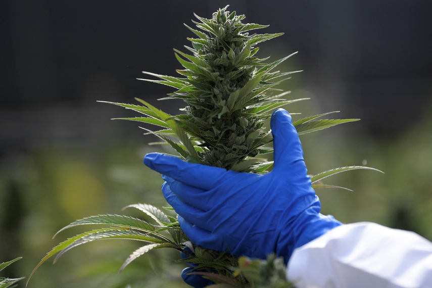 MINSA anuncia convocatoria de cannabis medicinal