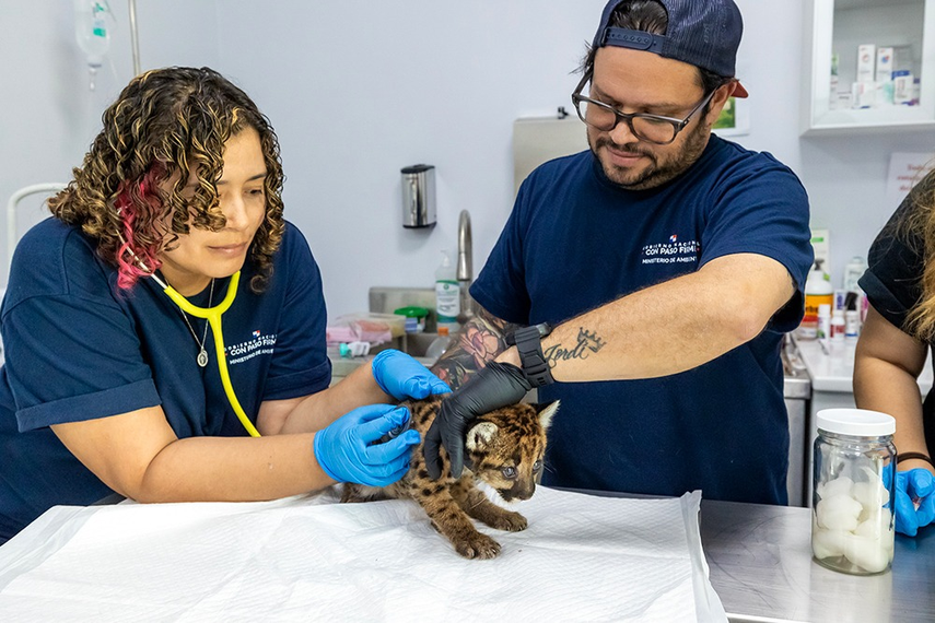 MiAmbiente brinda atención médica a fauna silvestre herida