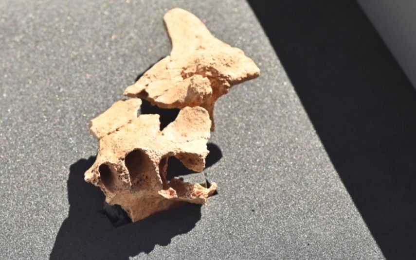 El trozo de cara apareció en una capa de tierra justo 2 metros por debajo de la línea donde apareció la mandíbula en 2007.