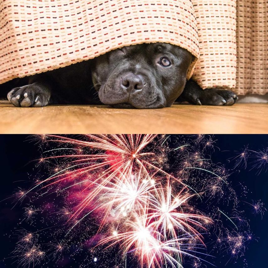 Mascotas: ¿cómo puede afectarles la pirotecnia?