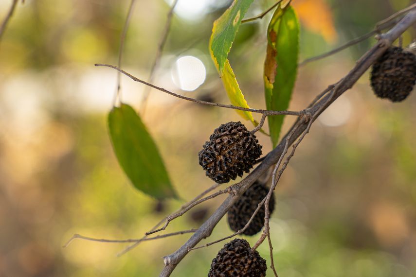 Guásimo: El peculiar fruto que se encuentra en Panamá.