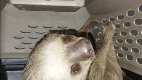 MiAmbiente rescata a perezoso atacado por perros MiAmbiente rescata a perezoso atacado por perros