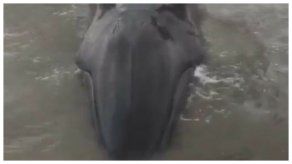 Se trata de la ballena de Bryde (Balaenoptera brydei) es del tipo de la familia de los rorcuales, más pequeña respecto a otros. Se trata de la ballena de Bryde (Balaenoptera brydei) es del tipo de la familia de los rorcuales, más pequeña respecto a otros.