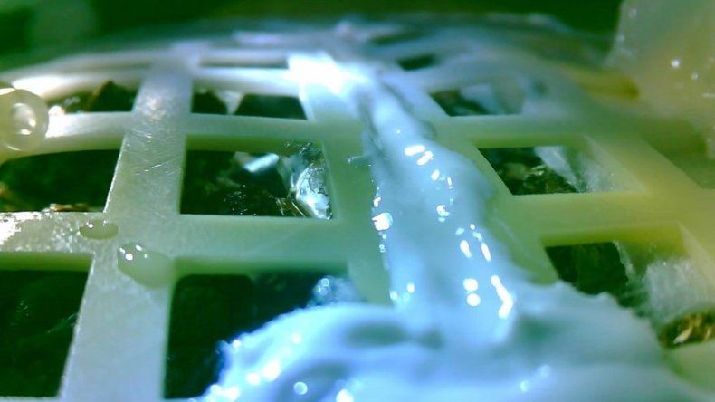 Muere la primera planta en brotar en la cara oculta de la Luna