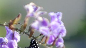 Ecologistas de EEUU piden protección de mariposa Monarca