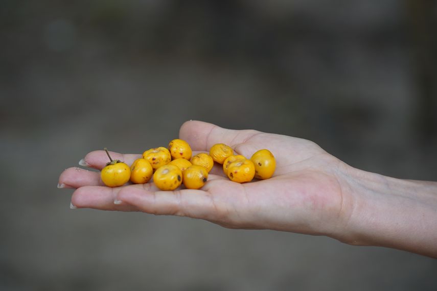 Nance: La fruta de oro que aporta grandes beneficios