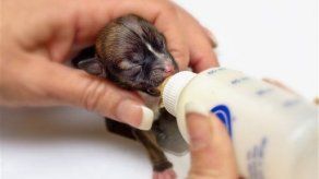 Perrita Beyonce de California sería la más pequeña del mundo